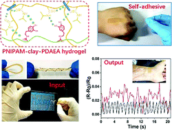 Graphical abstract: Bioinspired tough, conductive hydrogels with thermally reversible adhesiveness based on nanoclay confined NIPAM polymerization and a dopamine modified polypeptide