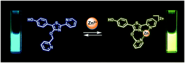 Graphical abstract: A zinc-responsive fluorophore based on 5′-(p-hydroxyphenyl)-pyridylthiazole
