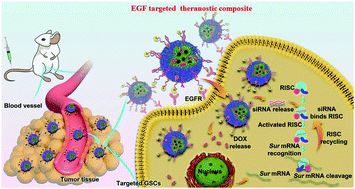 Graphical abstract: Active targeting co-delivery of therapeutic Sur siRNA and an antineoplastic drug via epidermal growth factor receptor-mediated magnetic nanoparticles for synergistic programmed cell death in glioblastoma stem cells