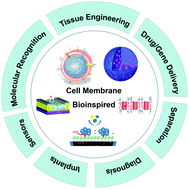 Graphical abstract: Bioinspired by cell membranes: functional polymeric materials for biomedical applications