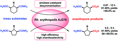 Graphical abstract: Highly efficient biocatalytic desymmetrization of meso carbocyclic 1,3-dicarboxamides: a versatile route for enantiopure 1,3-disubstituted cyclohexanes and cyclopentanes