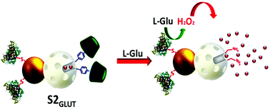 Graphical abstract: A l-glutamate-responsive delivery system based on enzyme-controlled self-immolative arylboronate-gated nanoparticles