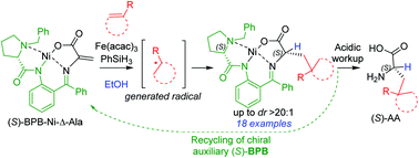 Graphical abstract: A general synthesis of unnatural α-amino acids by iron-catalysed olefin–olefin coupling via generated radicals