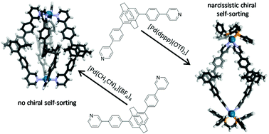 Graphical abstract: Chiral self-sorting behaviour of [2.2]paracyclophane-based bis(pyridine) ligands