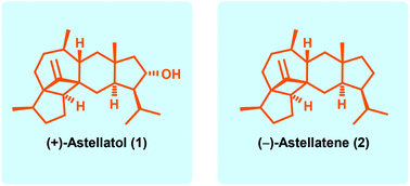 Graphical abstract: Asymmetric total synthesis of (+)-astellatol and (−)-astellatene