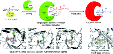 Graphical abstract: Hydroxylammonium derivatives for selective active-site lysine modification in the anti-virulence bacterial target DHQ1 enzyme
