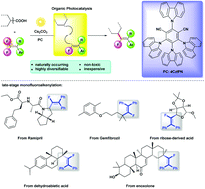 Graphical abstract: Organic photoredox catalytic decarboxylative cross-coupling of gem-difluoroalkenes with unactivated carboxylic acids