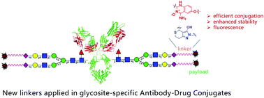 Graphical abstract: New linker structures applied in glycosite-specific antibody drug conjugates