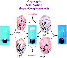 Graphical abstract: Shape induced sorting via rim-to-rim complementarity in the formation of pillar[5, 6]arene-based supramolecular organogels