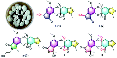 Graphical abstract: Canescones A–E: aromatic polyketide dimers with PTP1B inhibitory activity from Penicillium canescens