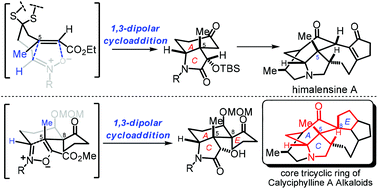Graphical abstract: Exploration of 1,3-dipolar cycloaddition reactions to construct the core skeleton of Calyciphylline A-type alkaloids