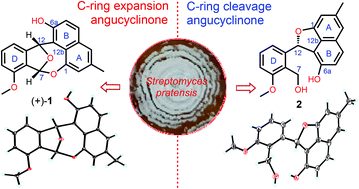 Graphical abstract: (+)- and (−)-actinoxocine, and actinaphthorans A–B, C-ring expansion and cleavage angucyclinones from a marine-derived Streptomyces sp.