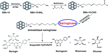 Graphical abstract: The study of the characteristics and hydrolysis properties of naringinase immobilized by porous silica material