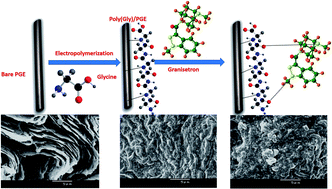 Graphical abstract: In situ polymerization and FT-IR characterization of poly-glycine on pencil graphite electrode for sensitive determination of anti-emetic drug, granisetron in injections and human plasma