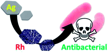 Graphical abstract: Antibacterial nanoparticles: enhanced antibacterial efficiency of coral-like crystalline rhodium nanoplates