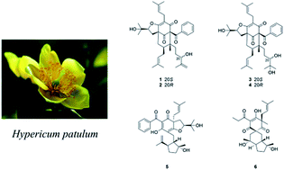 Graphical abstract: Hyperpatulones A–F, polycyclic polyprenylated acylphloroglucinols from Hypericum patulum and their cytotoxic activities