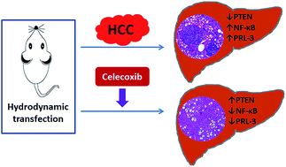 Graphical abstract: Celecoxib attenuates hepatocellular proliferative capacity during hepatocarcinogenesis by modulating a PTEN/NF-κB/PRL-3 pathway