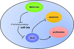 Graphical abstract: Metformin promotes proliferation and suppresses apoptosis in Ox-LDL stimulated macrophages by regulating the miR-34a/Bcl2 axis