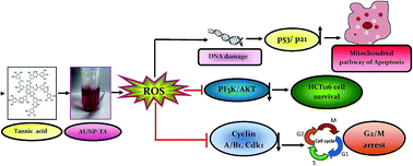 Graphical abstract: Tannic acid-stabilized gold nano-particles are superior to native tannic acid in inducing ROS-dependent mitochondrial apoptosis in colorectal carcinoma cells via the p53/AKT axis