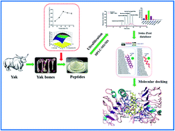 Graphical abstract: Preparation, identification and molecular docking study of novel osteoblast proliferation-promoting peptides from yak (Bos grunniens) bones