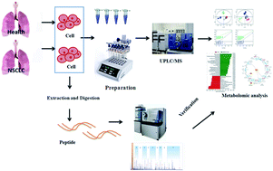 Graphical abstract: Discovery of potential therapeutic targets for non-small cell lung cancer using high-throughput metabolomics analysis based on liquid chromatography coupled with tandem mass spectrometry