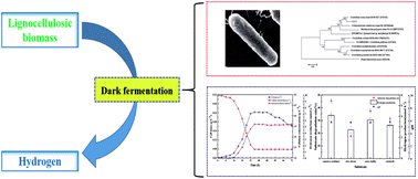 Graphical abstract: Lignocellulosic hydrogen production using dark fermentation by Clostridium lentocellum strain Cel10 newly isolated from Ailuropoda melanoleuca excrement