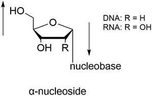 Graphical abstract: Review of α-nucleosides: from discovery, synthesis to properties and potential applications