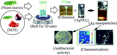 Graphical abstract: Green synthesis characterization and antimicrobial activity against Staphylococcus aureus of silver nanoparticles using extracts of neem, onion and tomato