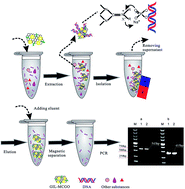 Graphical abstract: Extraction of DNA from complex biological sample matrices using guanidinium ionic liquid modified magnetic nanocomposites