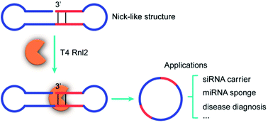 Graphical abstract: RNA ligation of very small pseudo nick structures by T4 RNA ligase 2, leading to efficient production of versatile RNA rings