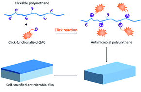 Graphical abstract: Development of self-stratified antibacterial polymers via click chemistry