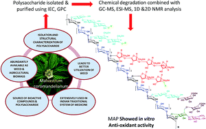 Graphical abstract: Structural analysis and antioxidant activity of an arabinoxylan from Malvastrum coromandelianum L. (Garcke)