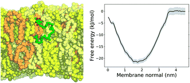 Graphical abstract: Effects of lipid composition on membrane distribution and permeability of natural quinones