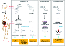 Graphical abstract: Gut microbiota: a new angle for traditional herbal medicine research