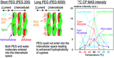 Graphical abstract: Variable temperature solid-state NMR spectral and relaxation analyses of the impregnation of polyethylene glycol (PEG) into coniferous wood