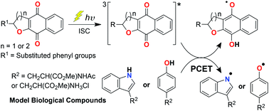 Graphical abstract: A photochemical and theoretical study of the triplet reactivity of furano- and pyrano-1,4-naphthoquionones towards tyrosine and tryptophan derivatives