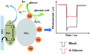 Graphical abstract: A photoelectrochemical glucose sensor based on gold nanoparticles as a mimic enzyme of glucose oxidase