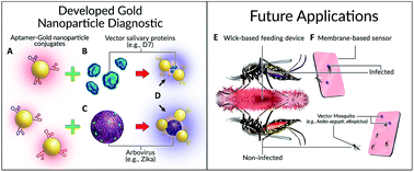 Graphical abstract: Aptamer–gold nanoparticle conjugates for the colorimetric detection of arboviruses and vector mosquito species
