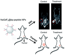 Graphical abstract: Peptide-functionalized NaGdF4 nanoparticles for tumor-targeted magnetic resonance imaging and effective therapy
