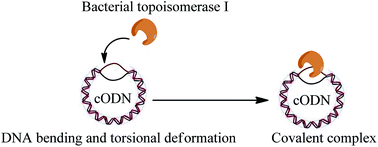 Graphical abstract: Small DNA circles as bacterial topoisomerase I inhibitors