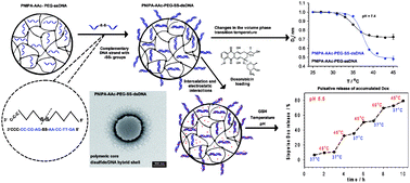 Graphical abstract: Switchable conformational changes of DNA nanogel shells containing disulfide–DNA hybrids for controlled drug release and efficient anticancer action