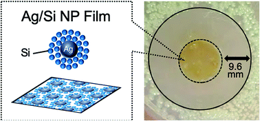 Graphical abstract: Silver nanoparticles stabilized with a silicon nanocrystal shell and their antimicrobial activity
