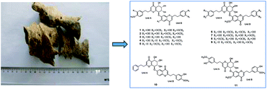 Graphical abstract: UPLC-MS-guided isolation of single ether linkage dimeric 2-(2-phenylethyl)chromones from Aquilaria sinensis