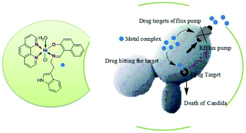 Graphical abstract: New transition metal complexes with a pendent indole ring: insights into the antifungal activity and mode of action