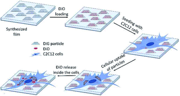 Graphical abstract: Cell adherence and drug delivery from particle based mesoporous silica films