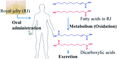 Graphical abstract: Metabolism and pharmacokinetics of medium chain fatty acids after oral administration of royal jelly to healthy subjects