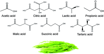 Graphical abstract: Disinfection of lettuce using organic acids: an ecological analysis using 16S rRNA sequencing