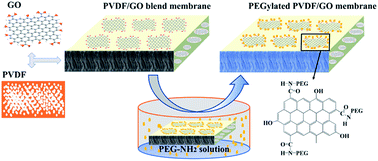 Graphical abstract: PEGylated polyvinylidene fluoride membranes via grafting from a graphene oxide additive for improving permeability and antifouling properties