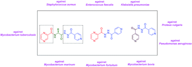 Graphical abstract: Synthesis, computational studies, antimycobacterial and antibacterial properties of pyrazinoic acid–isoniazid hybrid conjugates