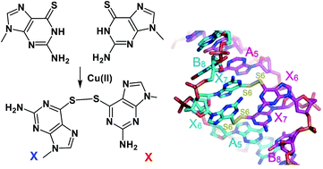 Graphical abstract: Crystal structure of a DNA duplex cross-linked by 6-thioguanine–6-thioguanine disulfides: reversible formation and cleavage catalyzed by Cu(ii) ions and glutathione